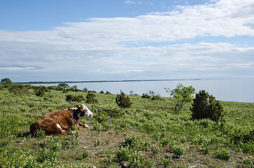 Image showing Cow watching the view at a calm coastal pastureland