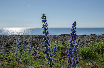 Image showing Backlit blue flowers by a coast in front of glittering water