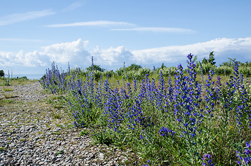 Image showing Blue flowers along a footpath to the coast