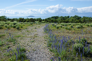 Image showing Blue flowers along the footpath to the beach