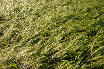 Image showing Background of sunlit barley corn field