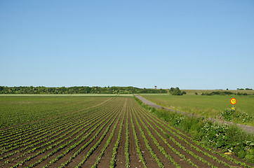 Image showing Field with growing brown beans