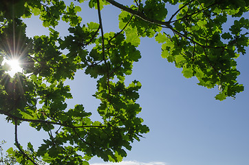 Image showing Fresh oak tree leaves with sunbeams