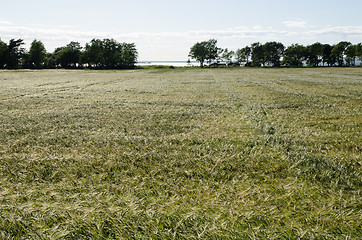 Image showing Barley field by the coast