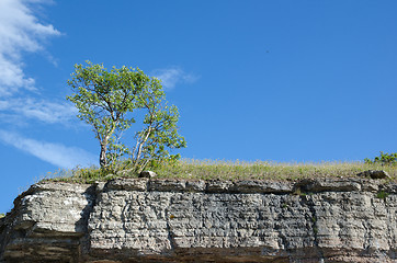 Image showing Tree at the frontline of a limestone cliff