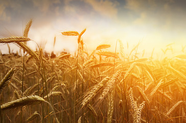 Image showing golden wheat field and sunset