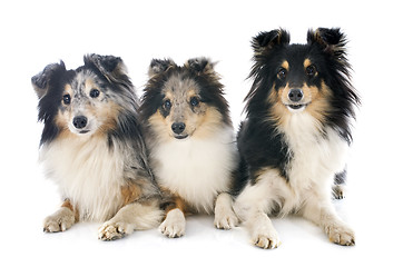 Image showing shetland dogs