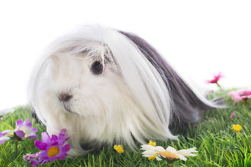 Image showing Guinea pig