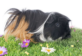 Image showing Guinea pig