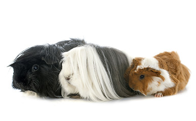 Image showing Guinea pigs