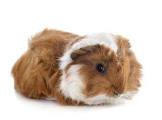 Image showing young Guinea pig
