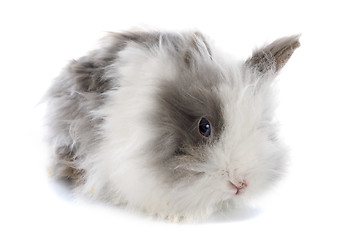 Image showing angora rabbit