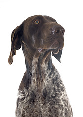 Image showing German Shorthaired Pointer