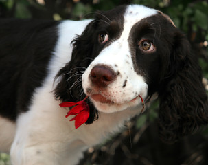 Image showing Romantic Dog