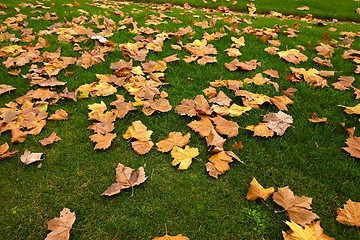 Image showing Fallen leaves