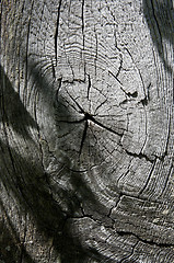 Image showing texture of old wood 