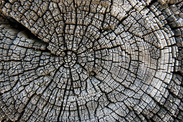 Image showing texture of old wood 