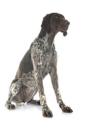 Image showing German Shorthaired Pointer