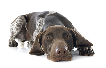 Image showing German Shorthaired Pointer