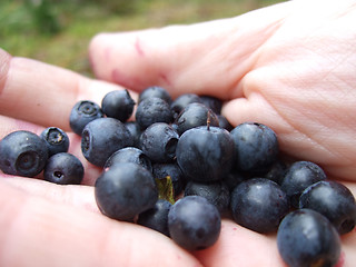 Image showing Wild blueberrys