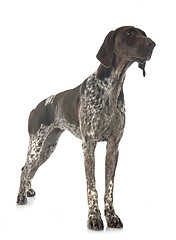 Image showing German Shorthaired Pointer