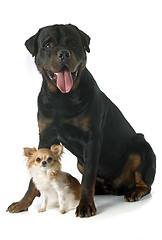 Image showing rottweiler and chihuahua