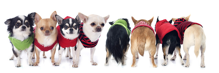 Image showing dressed chihuahuas