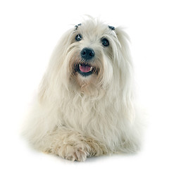 Image showing coton de tulear