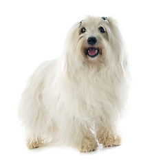 Image showing coton de tulear