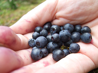 Image showing Wild blueberrys