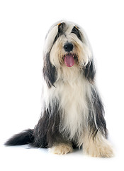 Image showing bearded collie