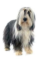 Image showing bearded collie