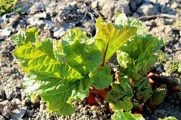 Image showing Young sprouts of a rhubarb in the kitchen garden