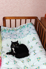 Image showing cat lying prone on the child's bed
