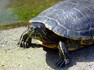 Image showing Turtle looking straight at you