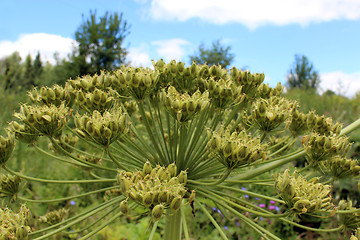 Image showing big umbels of Heracleum