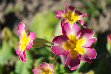 Image showing beautiful flowers of primula