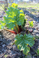 Image showing Young sprouts of a rhubarb in the kitchen garden