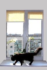 Image showing black cat walking on the window-sill