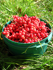 Image showing harvest of red schizandra