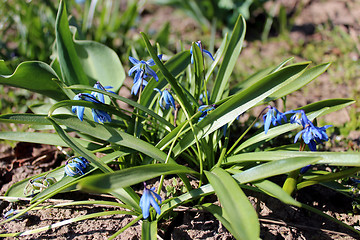 Image showing blue snowdrops near the house