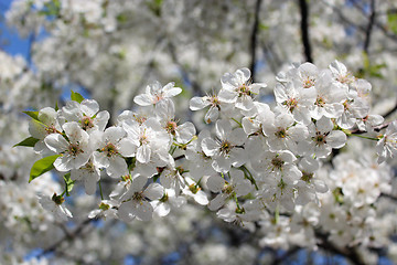 Image showing branch of blossoming cherry