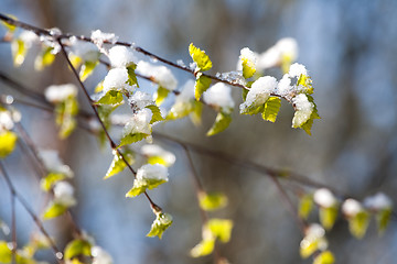 Image showing birch branch under sudden snow