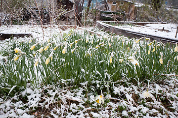 Image showing flowers under sudden snow