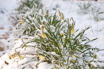 Image showing narcissus flowers under sudden snow