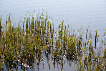 Image showing water-plant weed shore