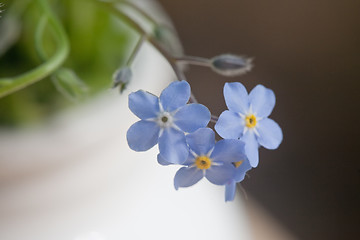 Image showing forget-me-not blue flowers