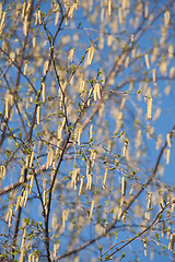 Image showing birch catkins