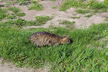 Image showing grey cat preparing to attack