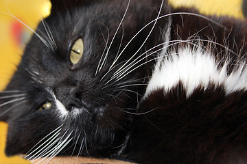 Image showing head of lying big and black cat